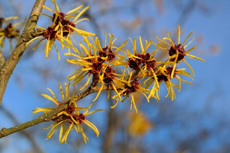 Ornamental plant witch hazel plant hamamelidaceae photo