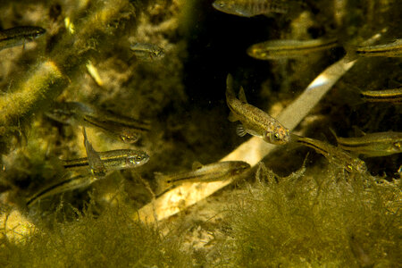 Ash Meadows Speckled Dace-2 photo