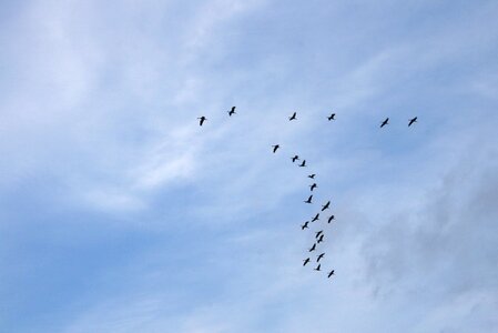 Flock wildlife flight photo