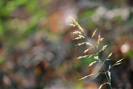 Bush Branch photo