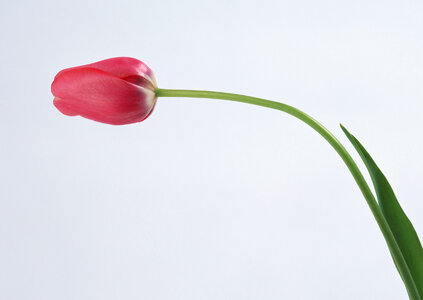 One red tulip