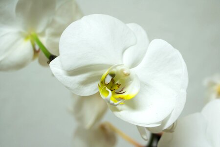 Bloom beauty tropical