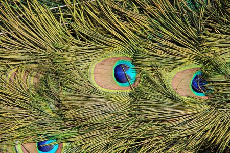 Peacock feather peacock feathers