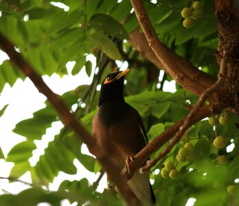 Bird black branch photo