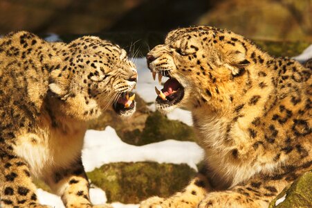 Wildcat predators animals photo