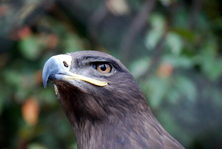 Bird predator fly photo