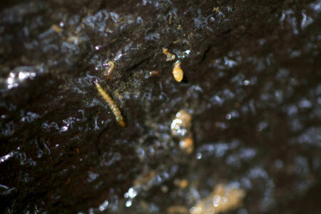 Aquatic invertebrate -1