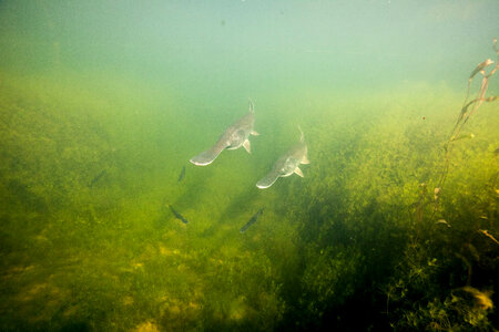 American paddlefish-1