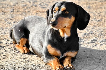 Black curiosity dog photo