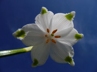 Blossom bloom macro