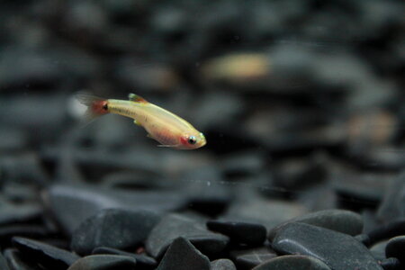 Small Fish