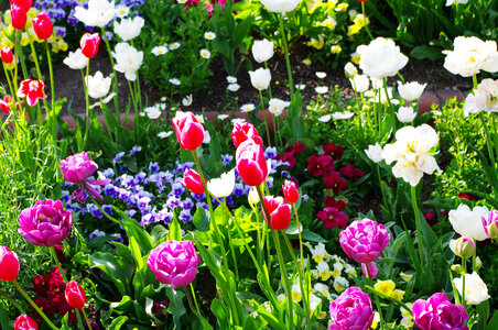 21 Tulip