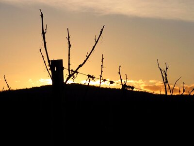 Evening vineyard nature