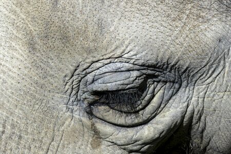 Eye nature animal