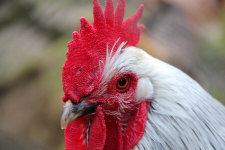 Gockel bird bill