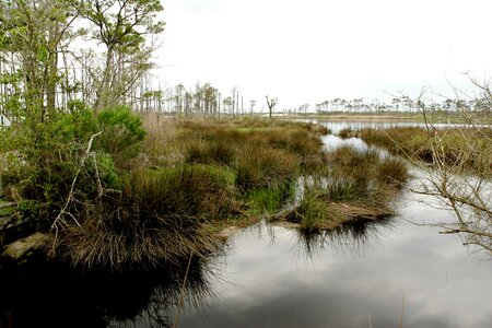 Earth marsh 
