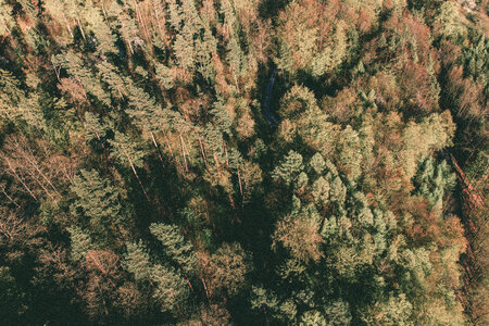 Aerial brown forest photo