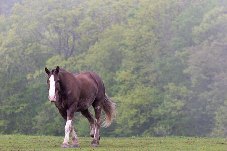 Horse Pasture Equine photo