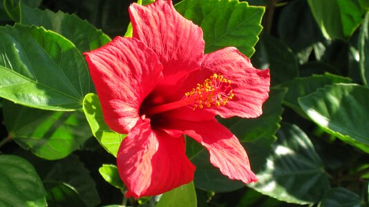 Beautiful beautiful flowers biology