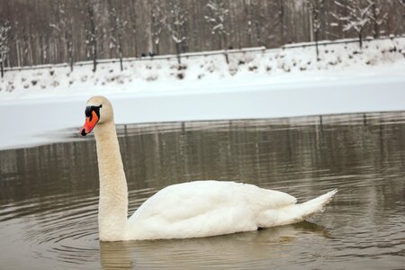 Swan cold winter