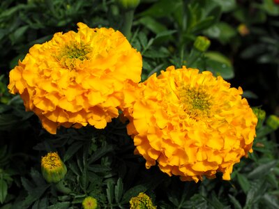 Bloom yellow marigolds photo