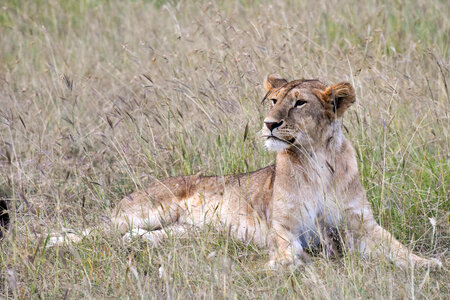 Lion resting in the grass in Kenya photo