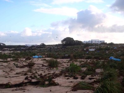 Island phylum tsunami photo