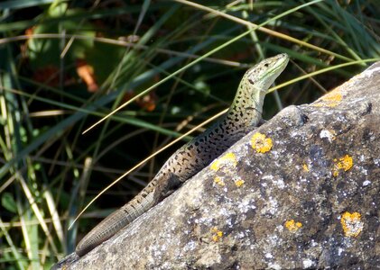 Animal rock grass