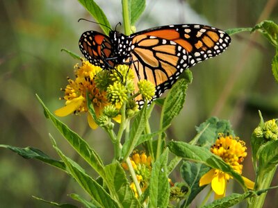 Bug butterfly canada photo