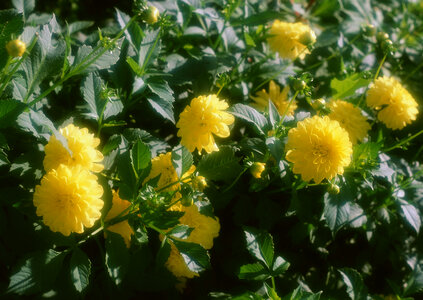 Close up beautiful yellow flower photo