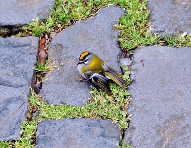 Kinglet animal nature