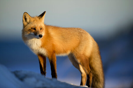 Winter Portrait of Fox photo
