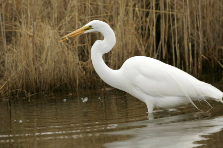 Great Egret-1 photo