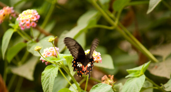 Butterfly Fluttering photo