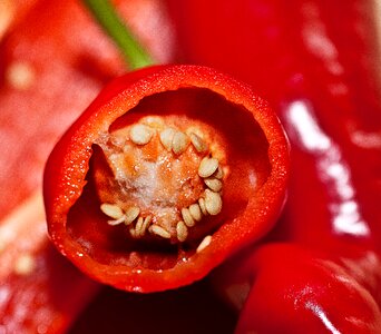 The grain of paprika red red pepper photo