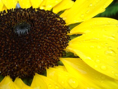 Close up raindrop yellow