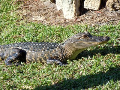 Young animal young alligator reptile photo