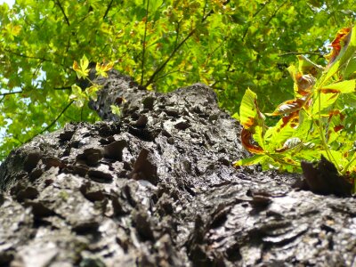 Wood trunk nature