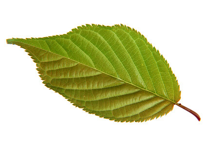 green leaf isolated on white background