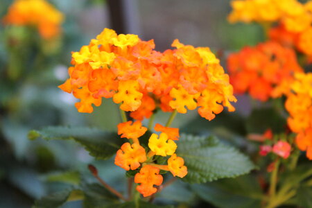 Yellow-orange lantana blossoms