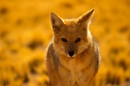 Desert Fox