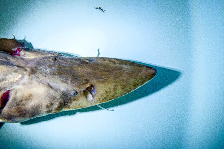 Pallid sturgeon-2
