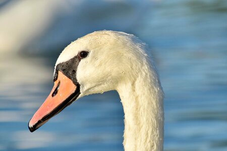 Beautiful Photo free images head