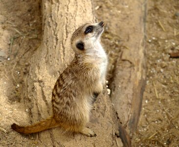 Nature cute curious