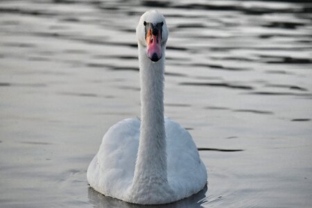 Evening swan waterfowl photo