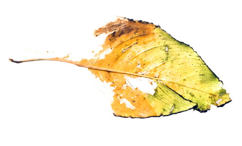 Lifeless Leaf