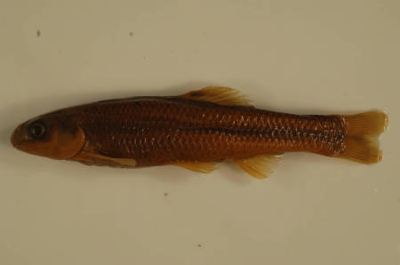 Pimephales notatus-1