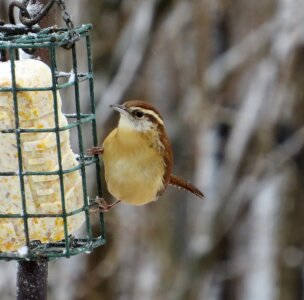 Bird fly wings photo