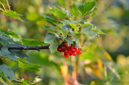 Fruit sunny red