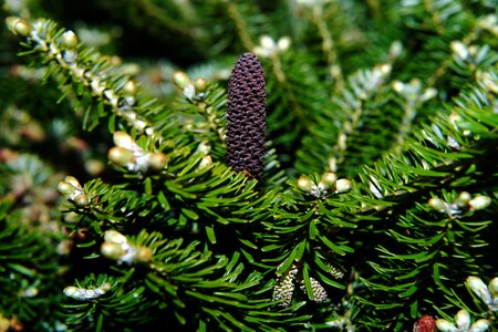 Branch pine cones pine needles photo